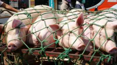 豬價(jià)漲勢利好，元旦上漲情況如何-上海邦森