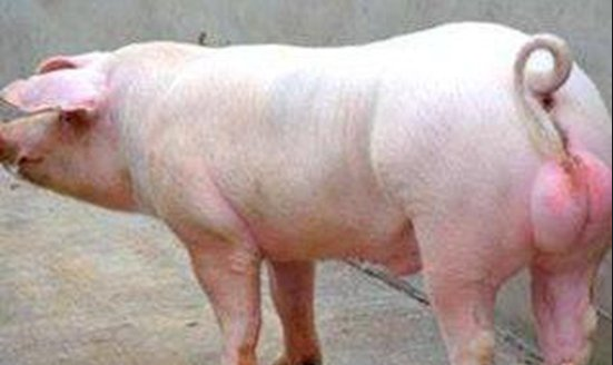 種公豬產能