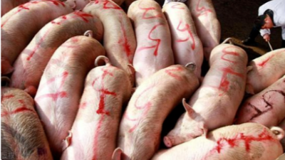 全國豬價行情“漲翻天”！-上海邦森