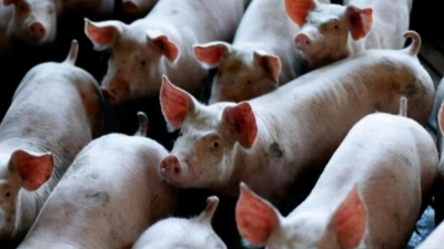 豬病兇猛，豬價最高能到12元？-上海邦森