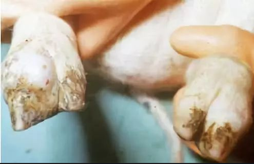 仔豬關節(jié)炎治療方案