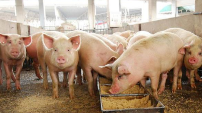 秋季天氣轉(zhuǎn)涼，養(yǎng)豬人需要注意的3點(diǎn)-上海邦森