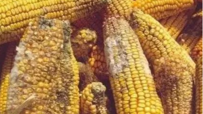 高溫高濕天氣，霉菌毒素對(duì)雞群的影響-上海邦森