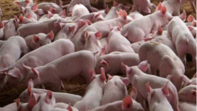 上海邦森豬價(jià)行情分析，3大利好消息