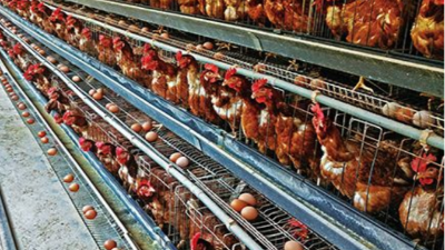 生產(chǎn)中蛋雞掉毛