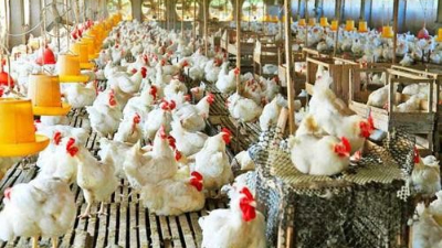 上海邦森分享：為啥說雞病防治，要從“腸”計(jì)議？