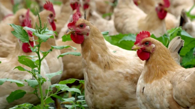 雞球蟲病掌握這三點(diǎn)，輕松解決-上海邦森