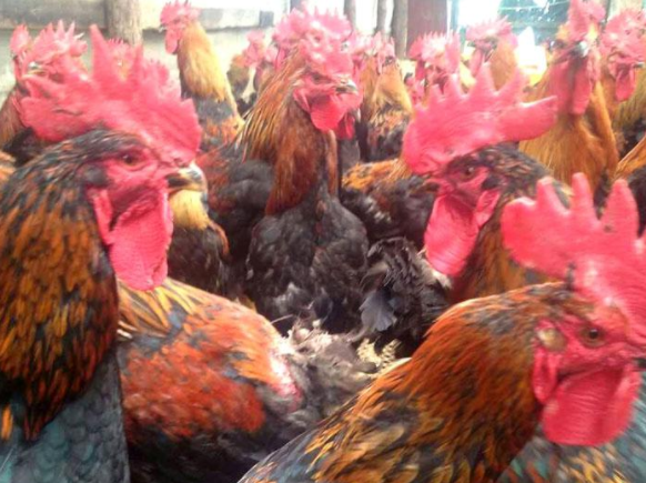 雞球蟲(chóng)病掌握這三點(diǎn)輕松解決