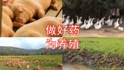 國標(biāo)獸藥價(jià)格差別的6點(diǎn)原因-邦森獸藥