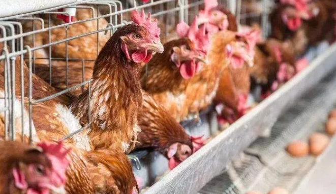 畜牧養(yǎng)殖新規(guī)出臺，農(nóng)民養(yǎng)殖面臨4大利好-上海邦森