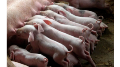 豬不長膘的6點(diǎn)原因-上海邦森