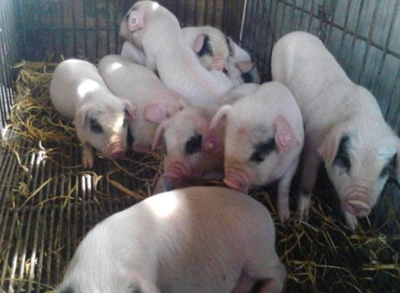 高溫天氣豬食欲不振是什么原因？用上海邦森獸藥解決