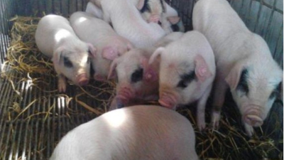 李曼大會——我國當(dāng)前豬病流行現(xiàn)狀與防控策略。上海邦森分享。