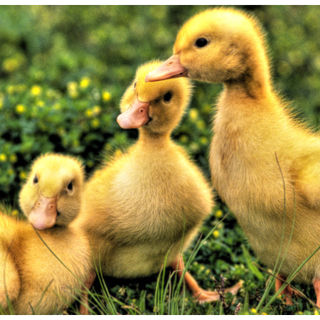 上海邦森治療鴨呼吸道方案真的是見效快，效果好！