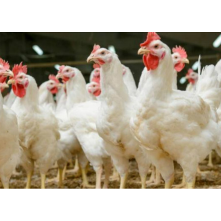 用實(shí)證說(shuō)話(huà)，速壯丁在白羽肉雞的應(yīng)用效果！