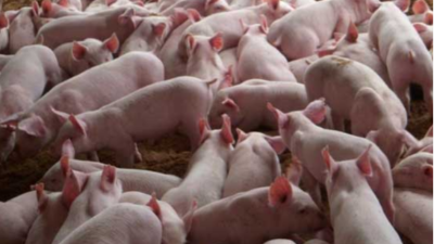 豬價(jià)大漲，能否回到40元大關(guān)？-上海邦森分享