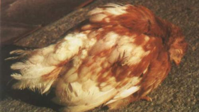 走進雞傳染性法氏囊炎，跟上海邦森一起學相關(guān)知識