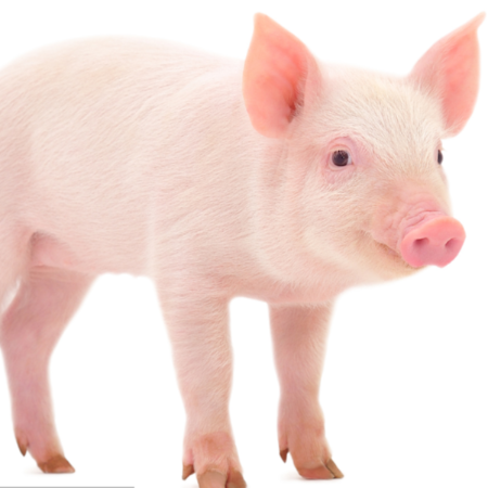 上海邦森生物安全用藥、藍(lán)耳病用藥得到客戶的認(rèn)可