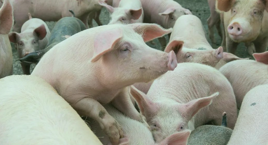 搶豬大戲在即！豬價(jià)蓄勢(shì)待漲，“頂點(diǎn)”是多少？-上海邦森