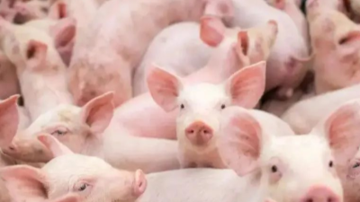 仔豬皮膚白毛粗糙需要補鐵-邦森獸藥