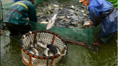 上海邦森提醒大家冬季水產(chǎn)養(yǎng)殖要注意這4點管理要點。