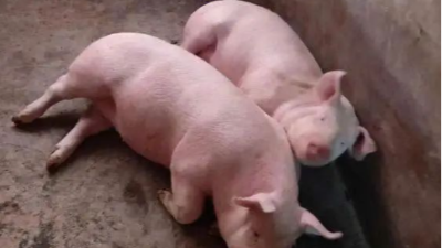 夏季豬場降溫方法得四個(gè)方法-上海邦森