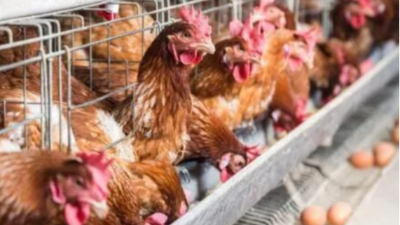 做好這三點，蛋雞能高產(chǎn)-上海邦森