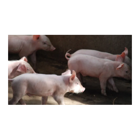 上海邦森豬價行情分享，豬價會瘋漲嗎？