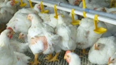 上海邦森教大家輕松解決家禽“腺肌胃炎” 上海邦森教大家輕松解決家禽“腺肌胃炎”