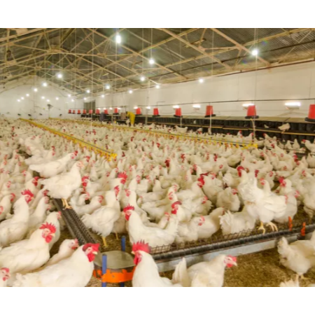 上海邦森分享產蛋雞病毒性疾病免疫的六大誤區(qū) 上海邦森分享產蛋雞病毒性疾病免疫的六大誤區(qū)