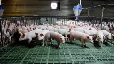 豬價(jià)上漲，突破13元箭在弦上-上海邦森