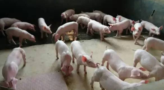 做好防非控藍(lán)，豬場穩(wěn)贏-上海邦森