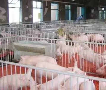 豬只流行性感冒，上海邦森教您一招輕松應(yīng)對
